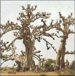 L'écorce du Baobab Pour Développer le Pénis Naturellement